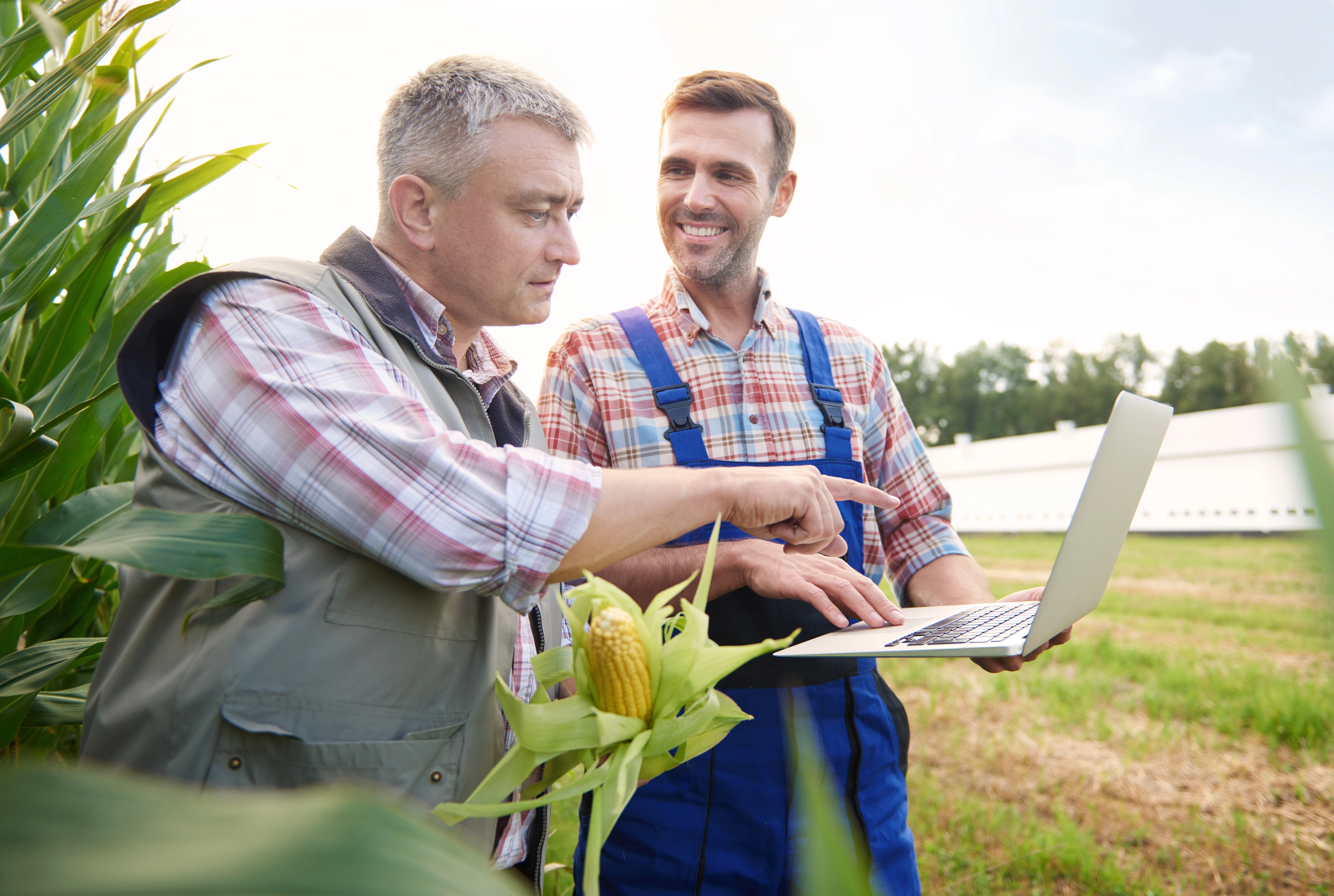 Farmer working in agricultural field